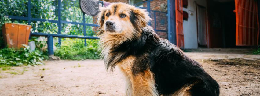 韓国の犬にまつわることわざ