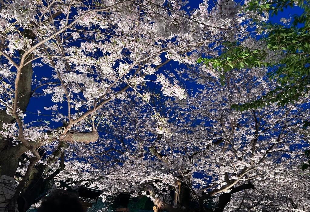 千鳥ヶ淵にお花見に行ってきました